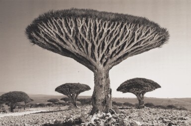 'Shebehon Forest' (from Island of the Dragon's Blood)
