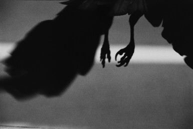 'Koen-dori, Shibuya' (from The Solitude of Ravens)