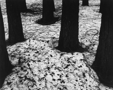 Pines in Snow