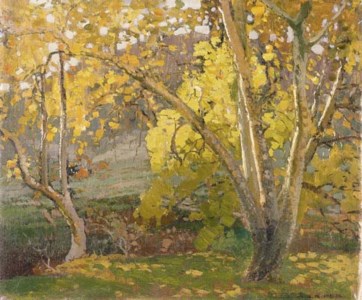 Sycamores in Autumn