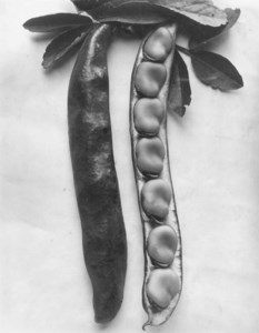 Bean Longpod