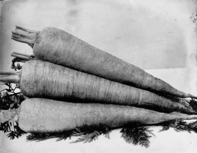 Carrot Long Red