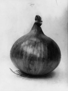 Onion Ailsa Craig