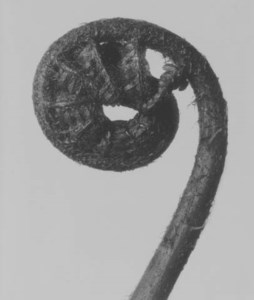 Dryopteris filix, Wurmfarn (Common male fern)