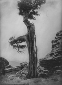 Untitled (Nude at the base of a cedar)