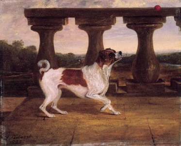 Lady Ashburnham's pet dog 'Fan', with a ball on a terrace