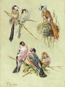 Bird Studies