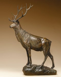 Bull Elk