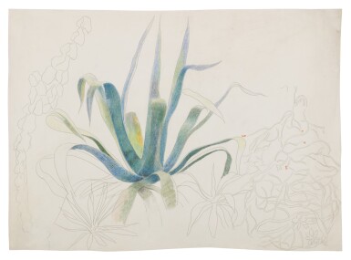 Cactus, Century Plant