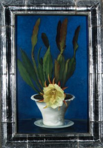 Flowering cactus