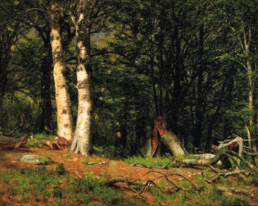 Fallen Birch
