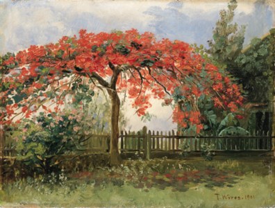 Flowering Tree, Honolulu