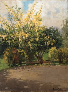 Golden Shower Tree