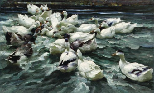 Ducks in a Pond