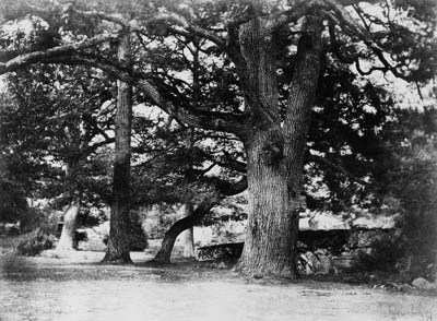 Bas Breau, Fôret de Fontainebleau