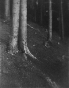 Waldlichtung