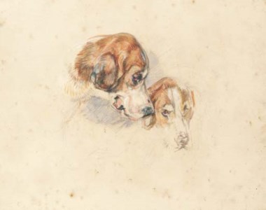 Study of Great Danes - heads