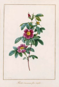 Rosa cinnamomea (Cinnamon Rose)