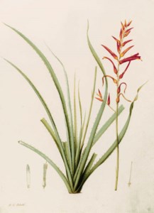 Pitcairnia angustifolia (Long-leaved Pitcairnia)
