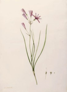 Ixiolirion tataricum (Mountain Amaryllis)