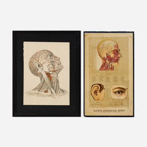 Anatomical studies (two works)