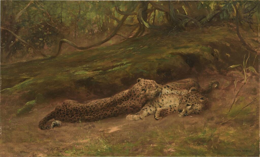 Leopards at rest