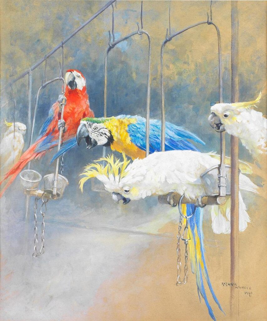 Parrots and Cockatoos