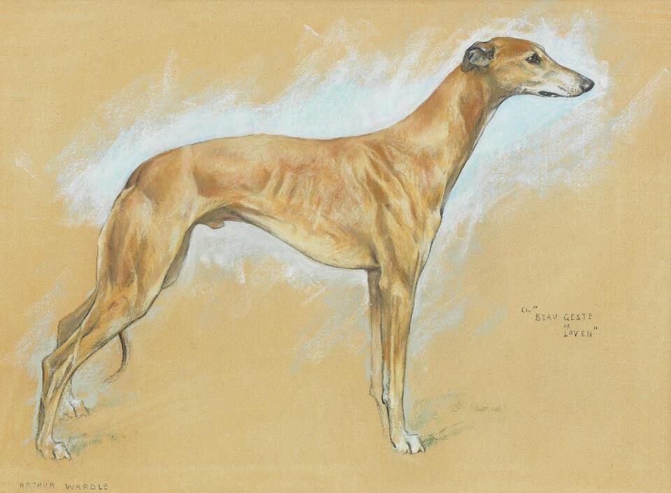 'Beau Geste of Loven' - A Champion Greyhound