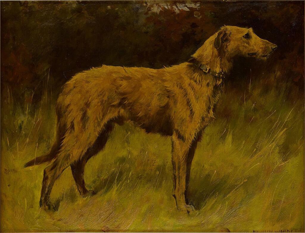 An Irish Wolfhound