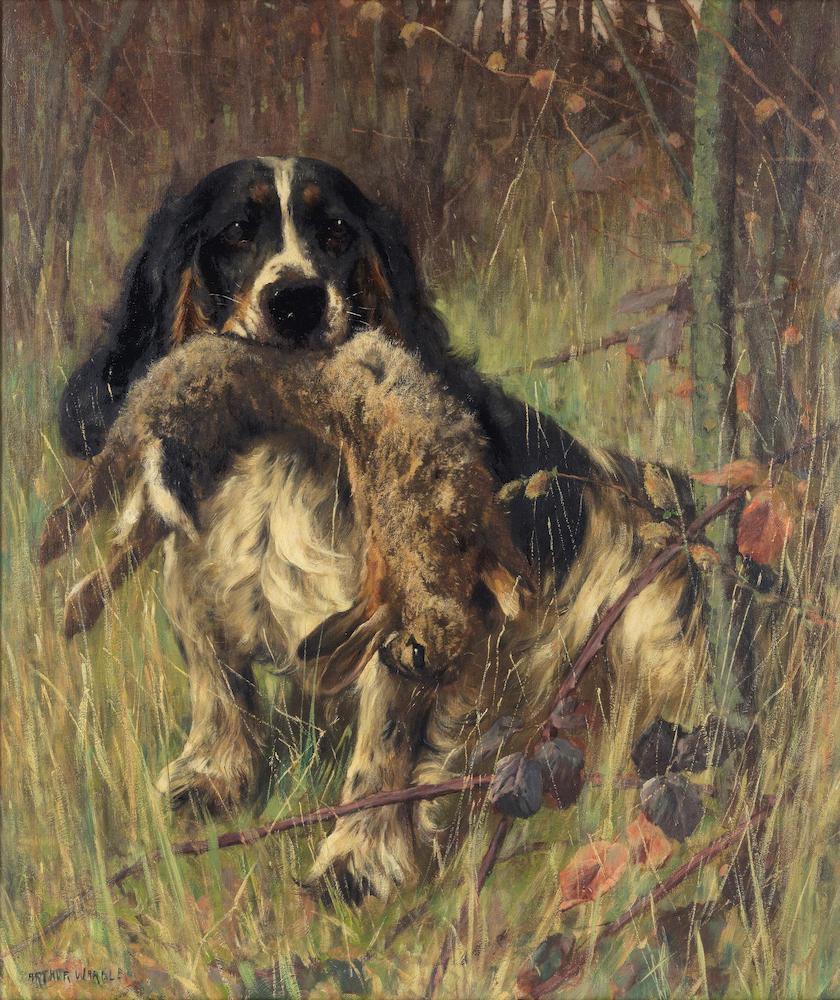 Portrait of a spaniel having retrieved a rabbit