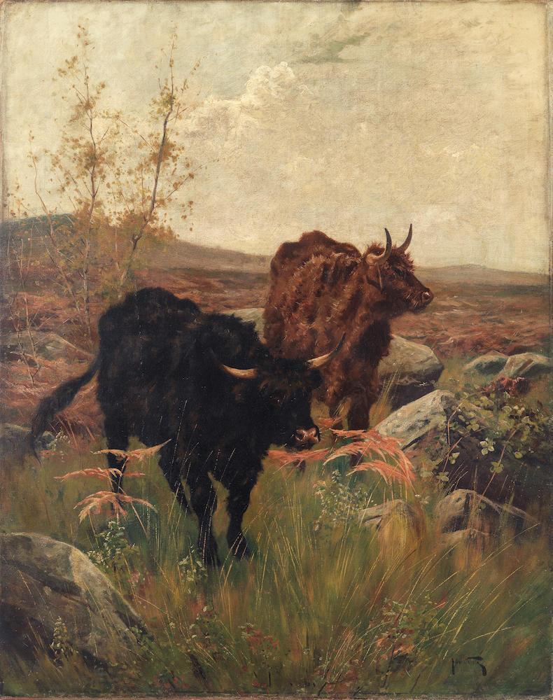 Highland cattle