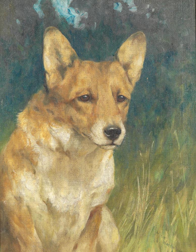 A Welsh Corgi
