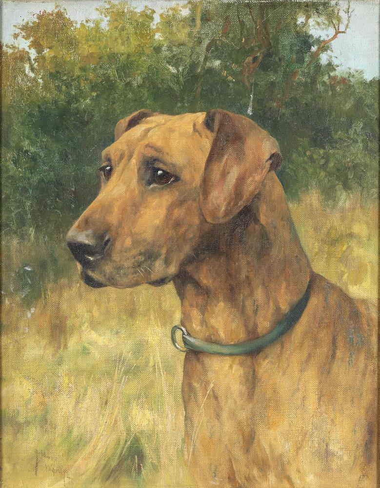 A Great Dane