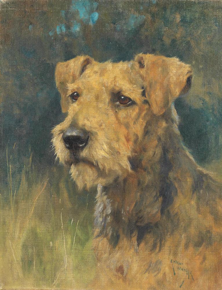 An Airedale Terrier