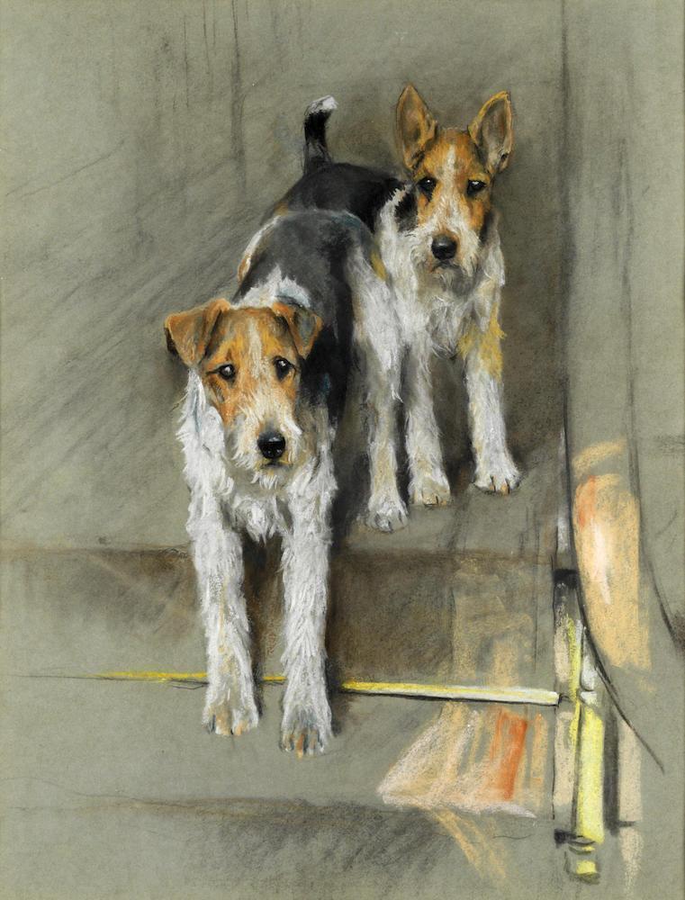Wire haired terriers on a staircase; Head study of a wire haired fox terrier