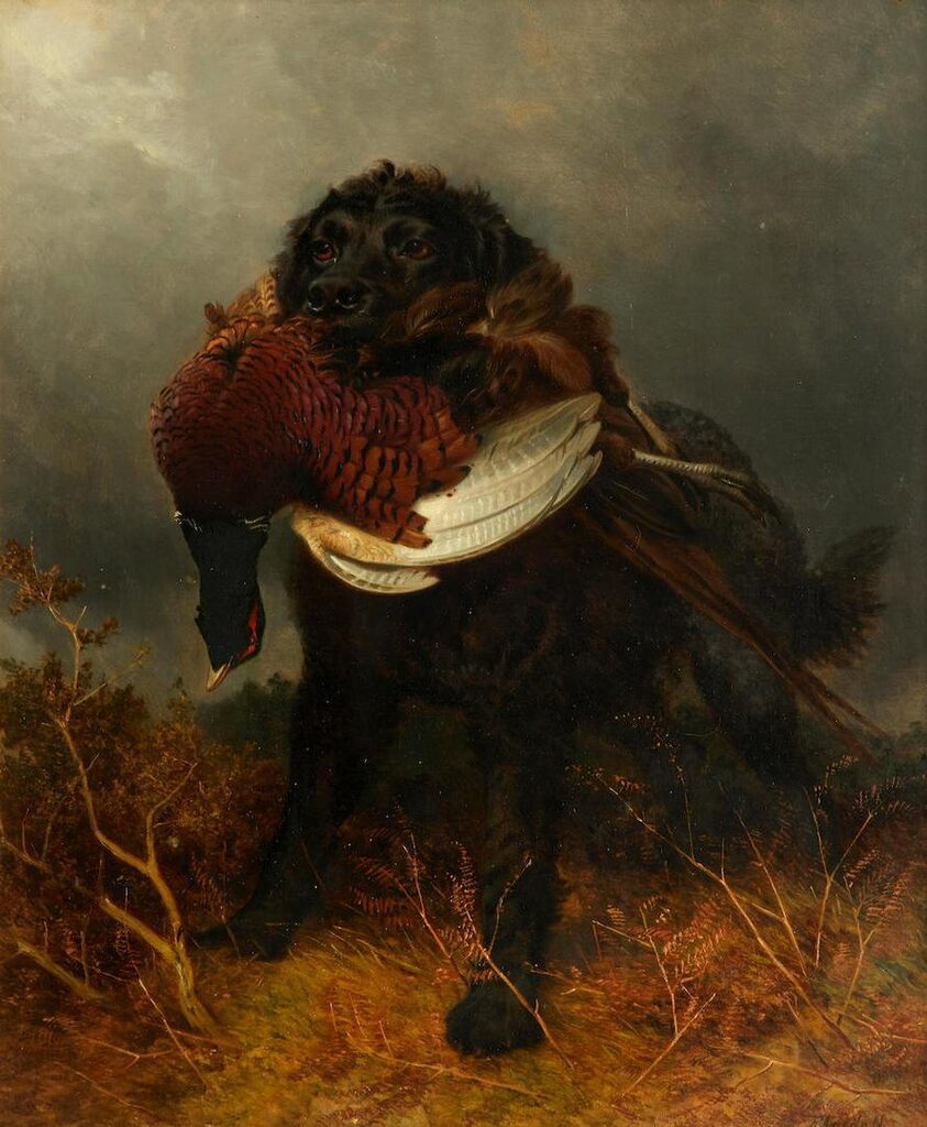 Retrieving a pheasant