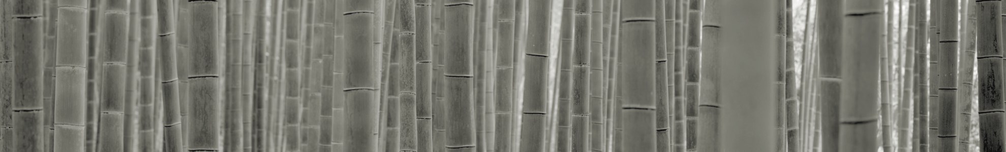 Kyoto Bamboo Forest