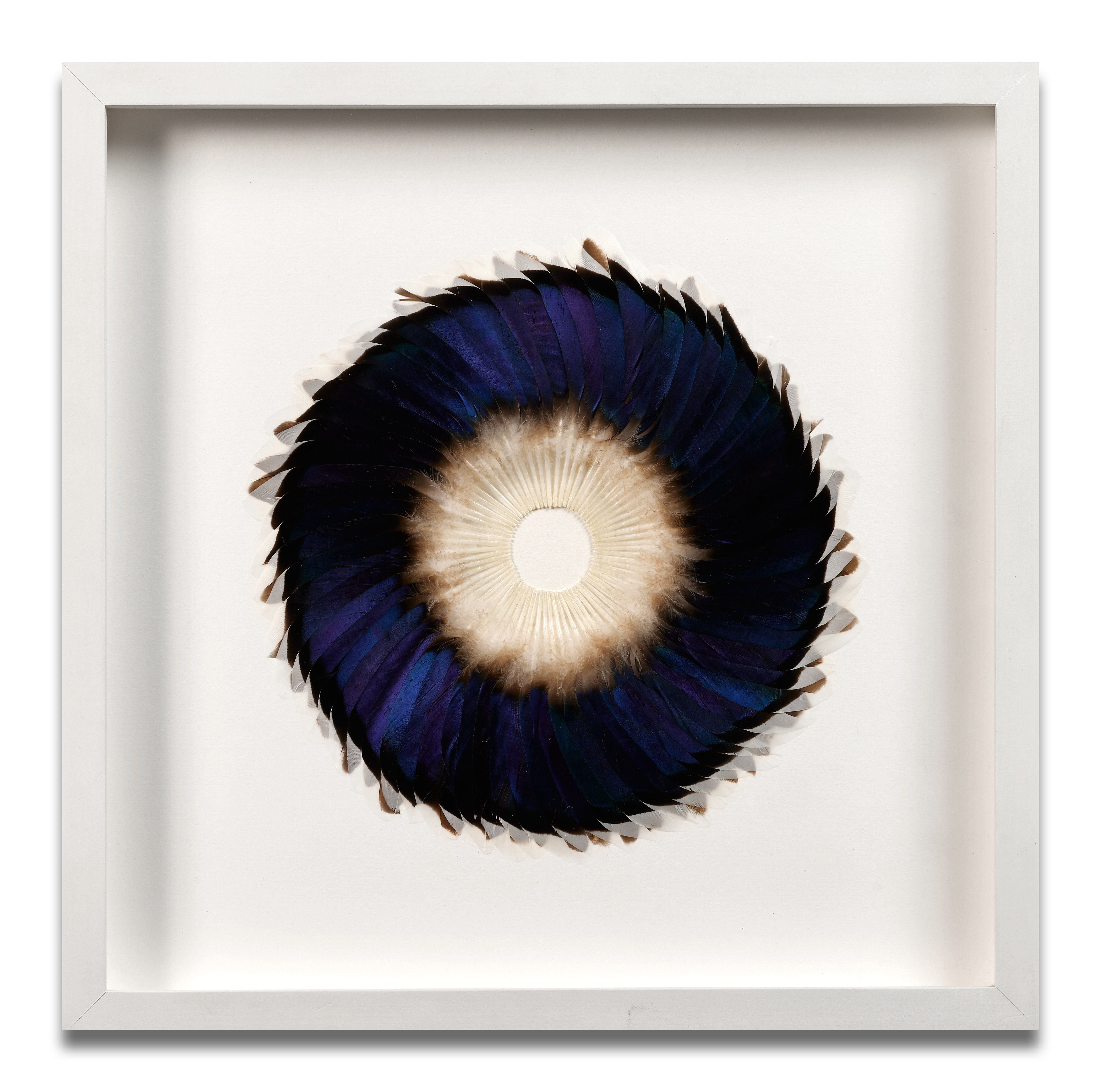 Sepal Speculum - 2012