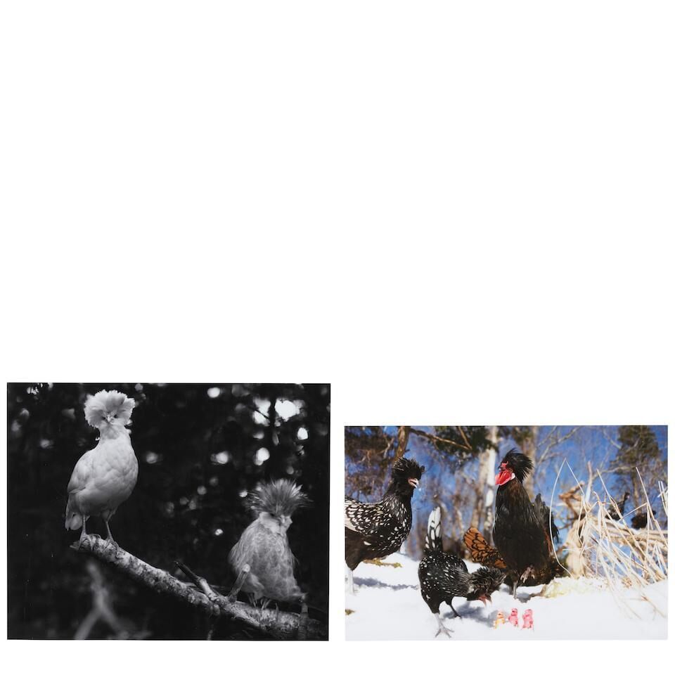 Selected Images from 'The Sky is Falling, spacetime' ('Lilith with Amurrah' and 'Trishna Madame Malesi'), 2008-2010
