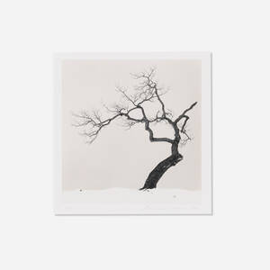 Kussharo Lake Tree, Study 1, Kotan, Hokkaido, Japan