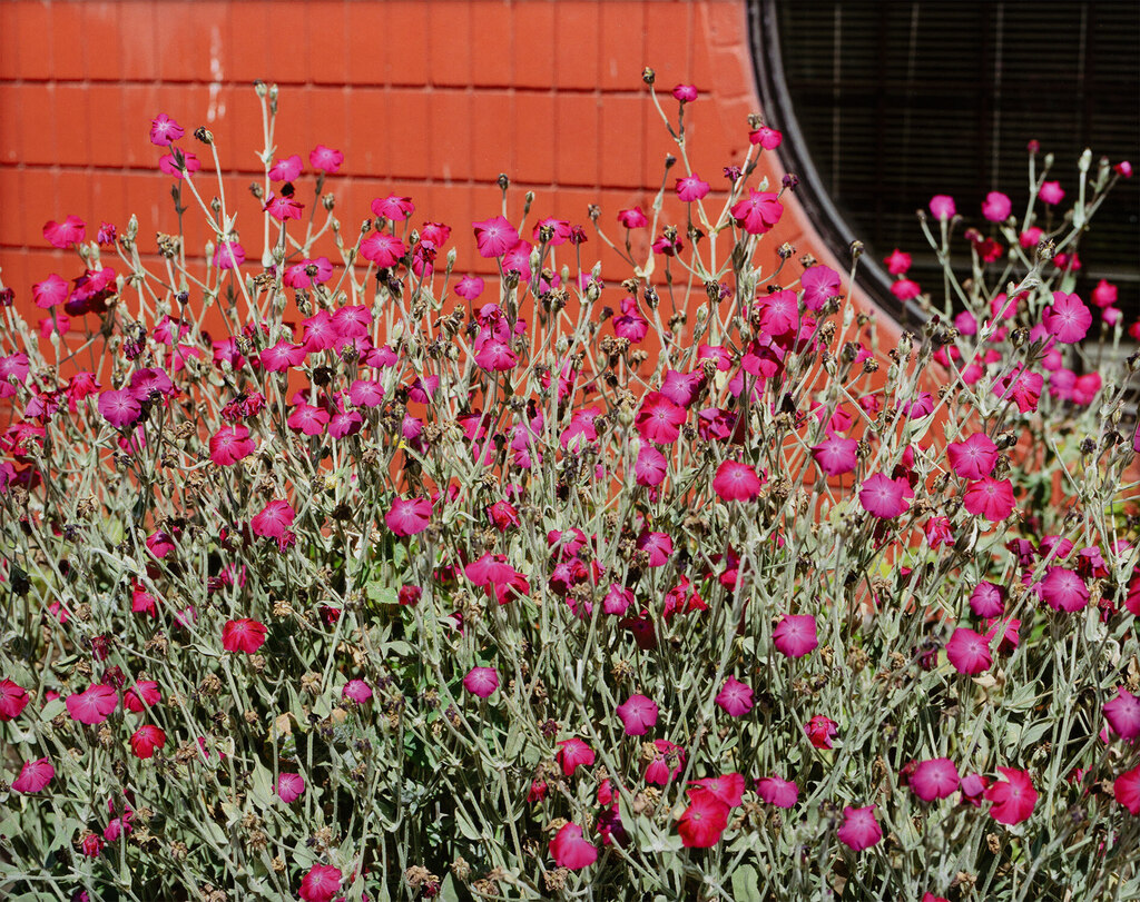 Flowering Plant