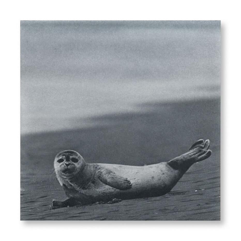 Rudolf Stingel, Untitled
