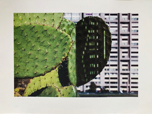 Cactus Score