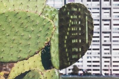 "Cactus Score"