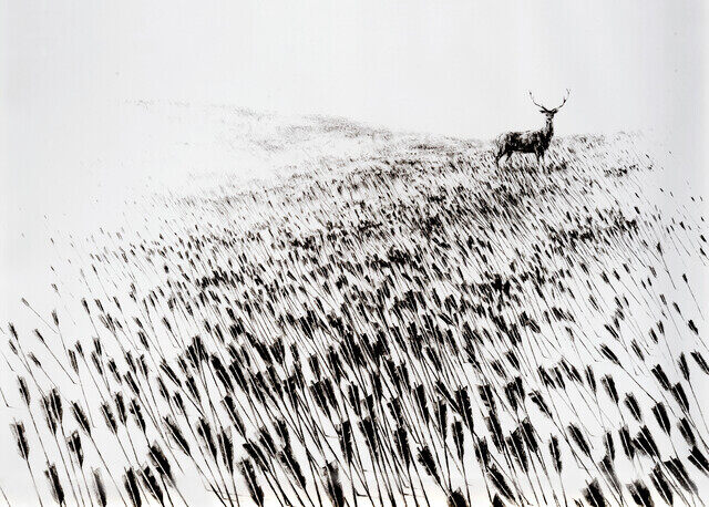 Meadow