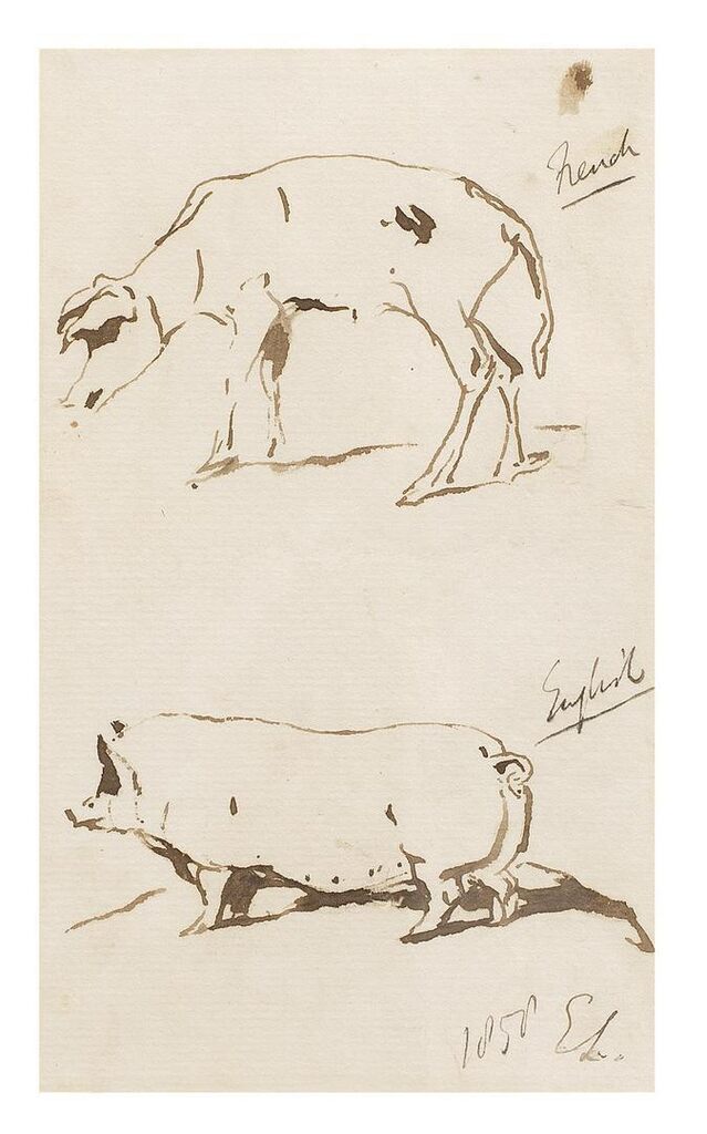 The rounded English pig and the scrawny French pig