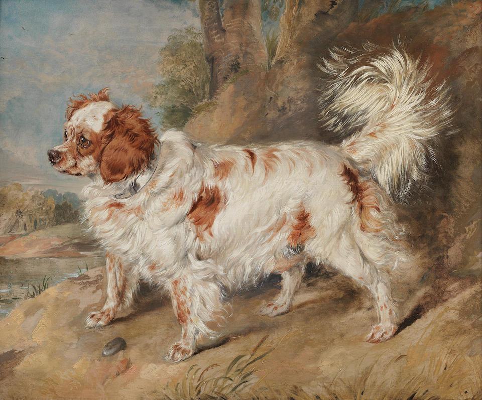 A Marlborough Spaniel
