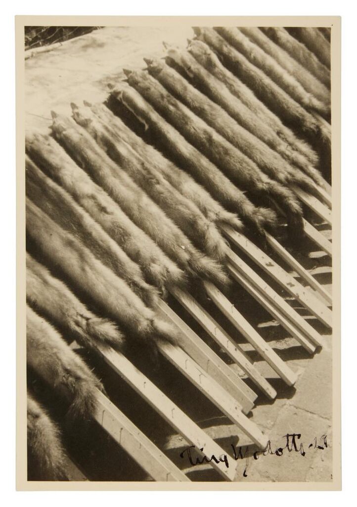Fox Skins on Sticks