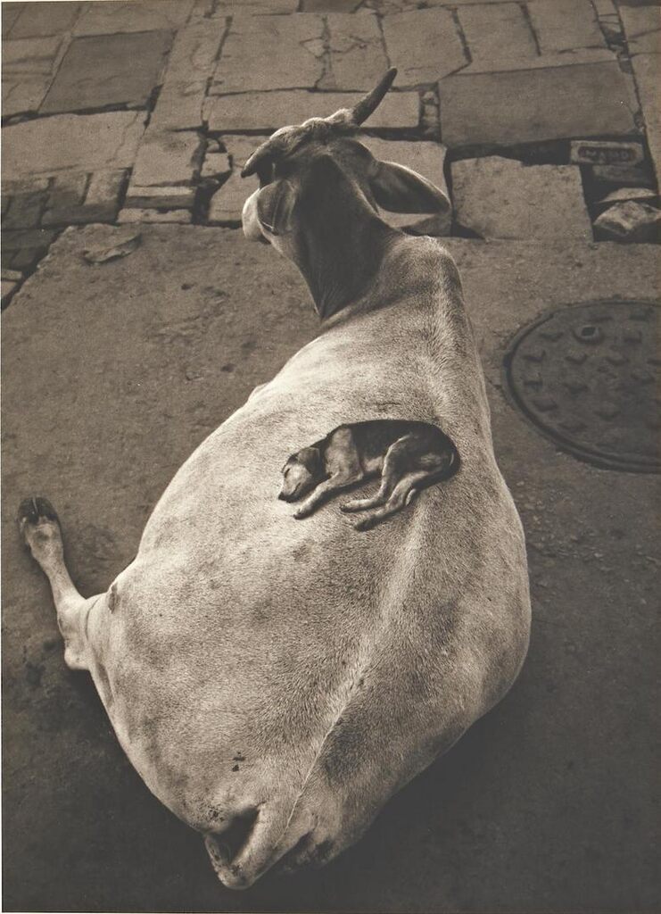 Varanasi, India (Dog on Cow)