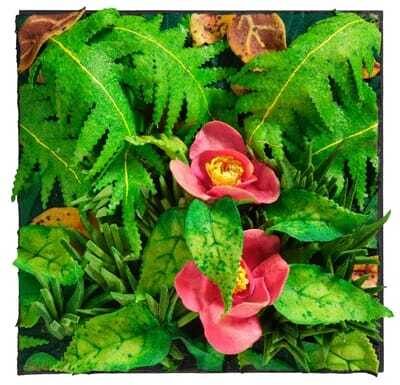 Peonie di Montagna